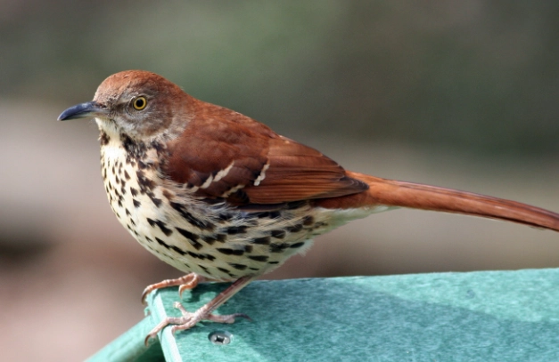 brown thrasher song