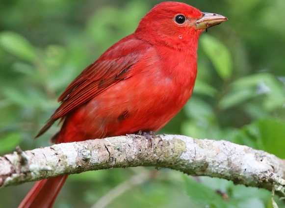 summer tanager identification