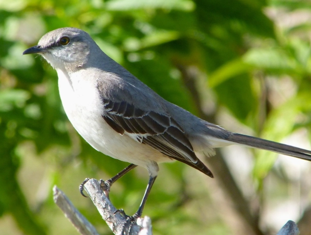 mockingbird call