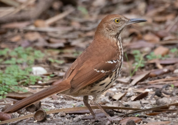 attract brown thrasher