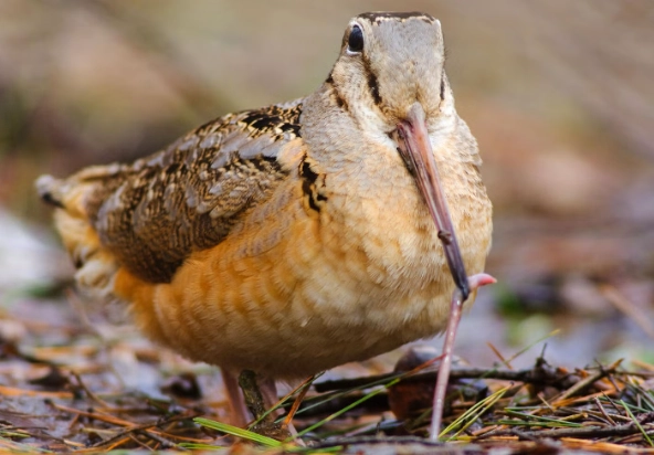 woodcock bird