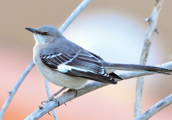 mockingbird call