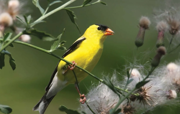 American Goldfinch behavior