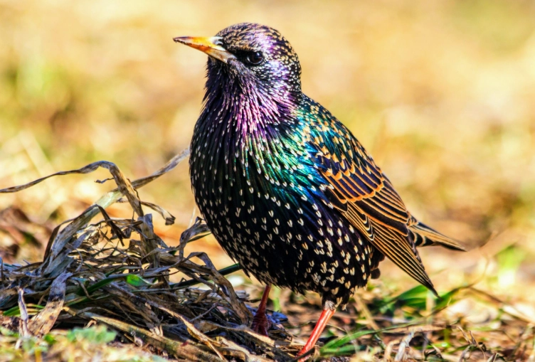 starling behavior