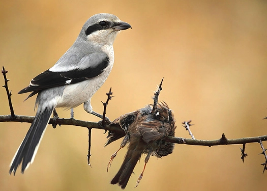 butcher bird