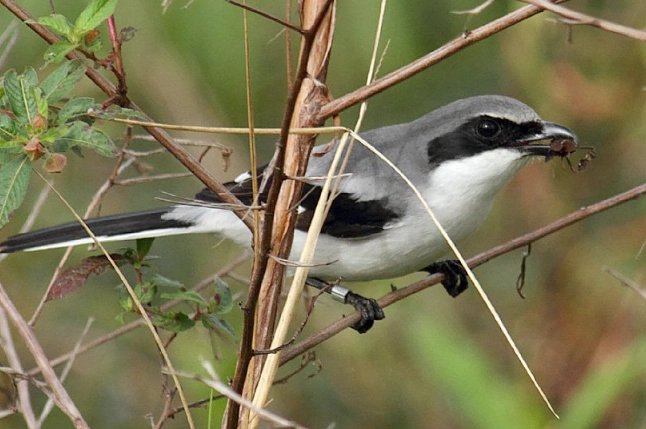 shrike identification
