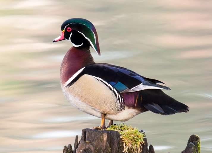 wood duck habitat