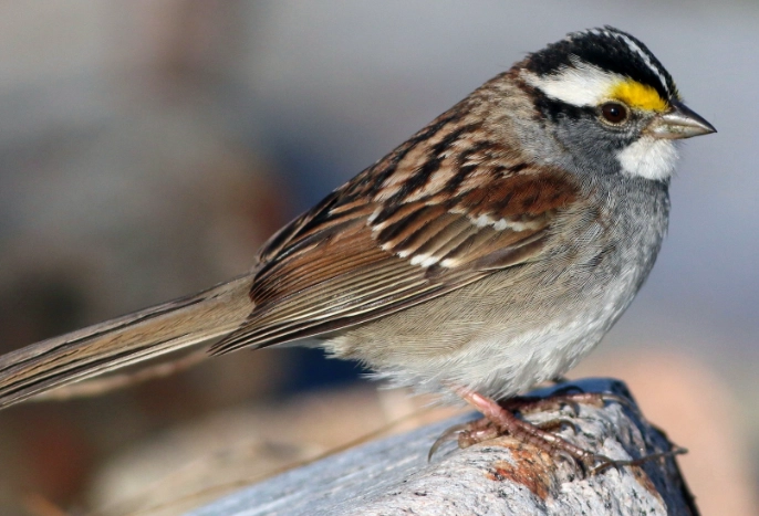 white throated sparrow range