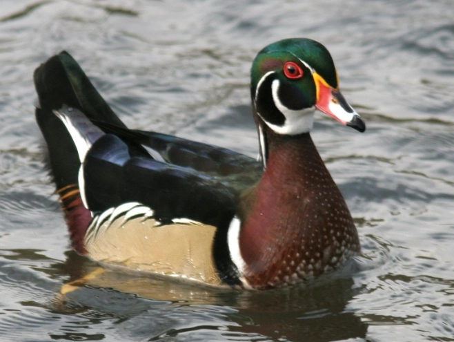 how to find wood ducks