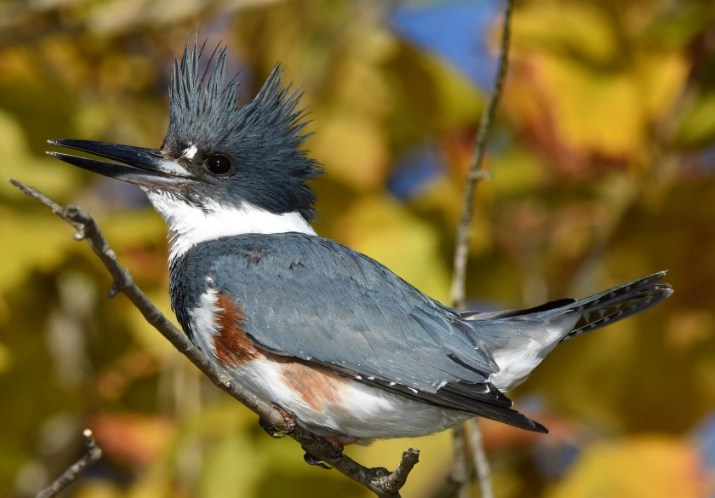 how to find a kingfisher