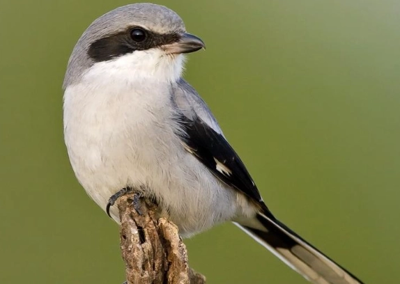 loggerhead shrike