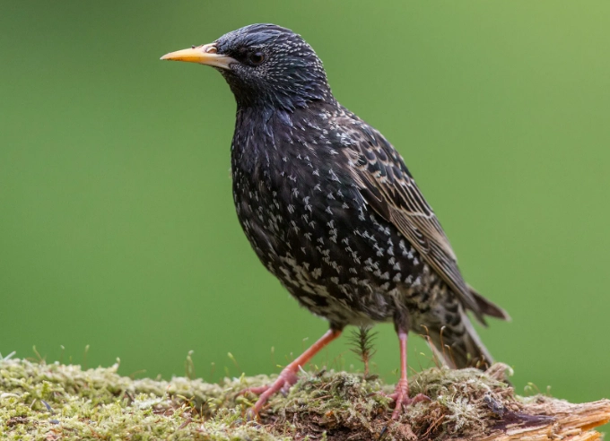 starling behavior