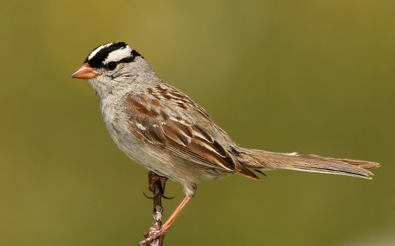 white crowned sparrow