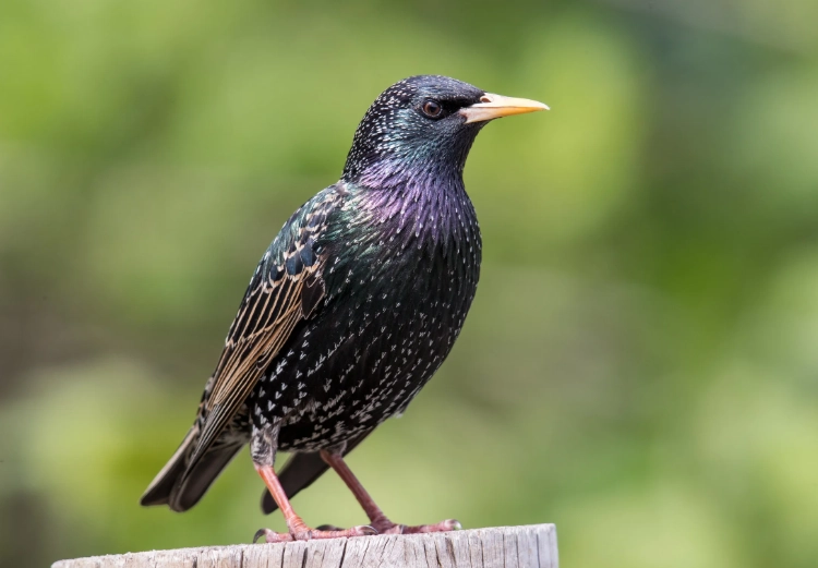 starling identification