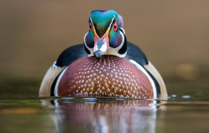wood duck behavior