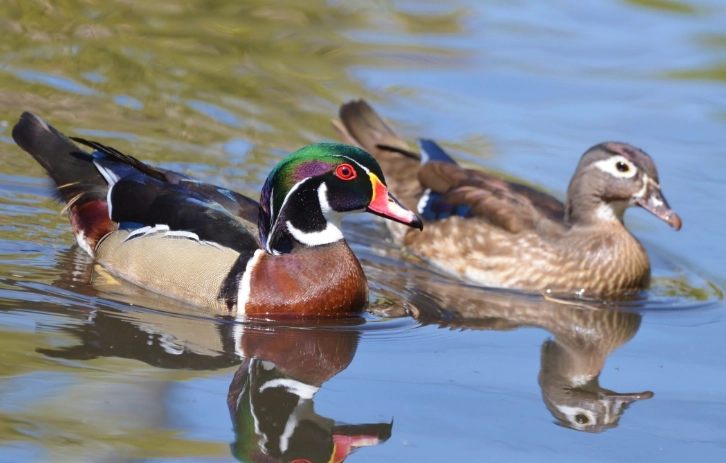 wood duck behavior