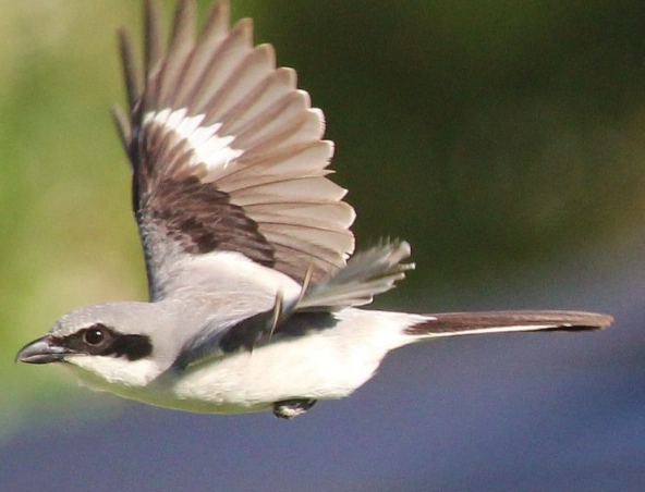 butcher bird