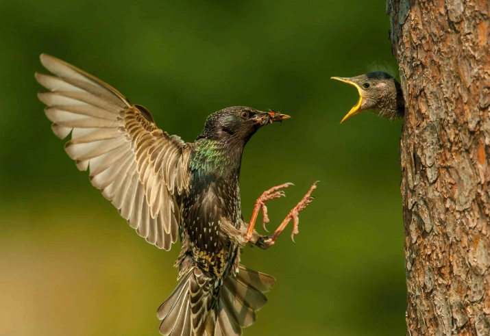 attract starlings