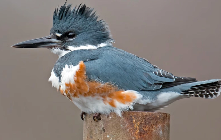 how to find a kingfisher