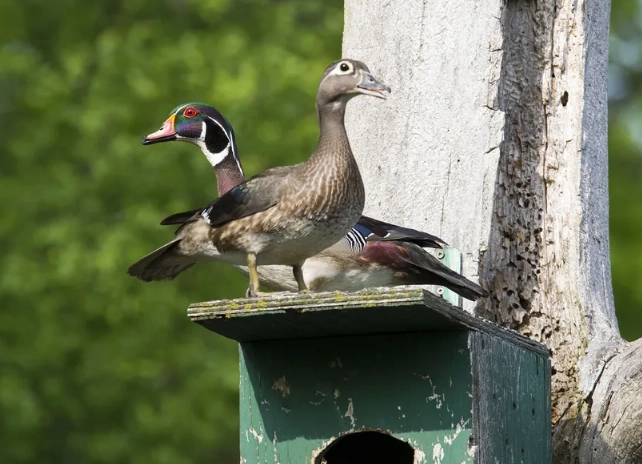 how to find wood ducks