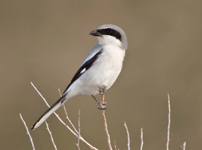 shrike identification