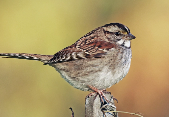 white throated sparrow song