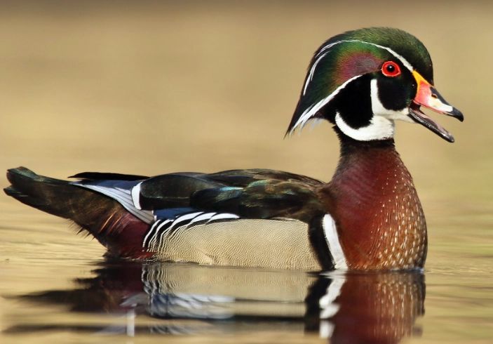 wood ducks