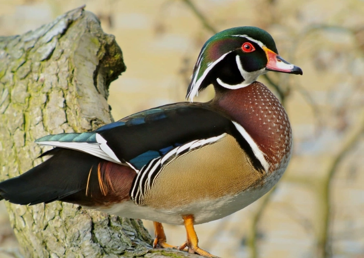 wood duck habitat
