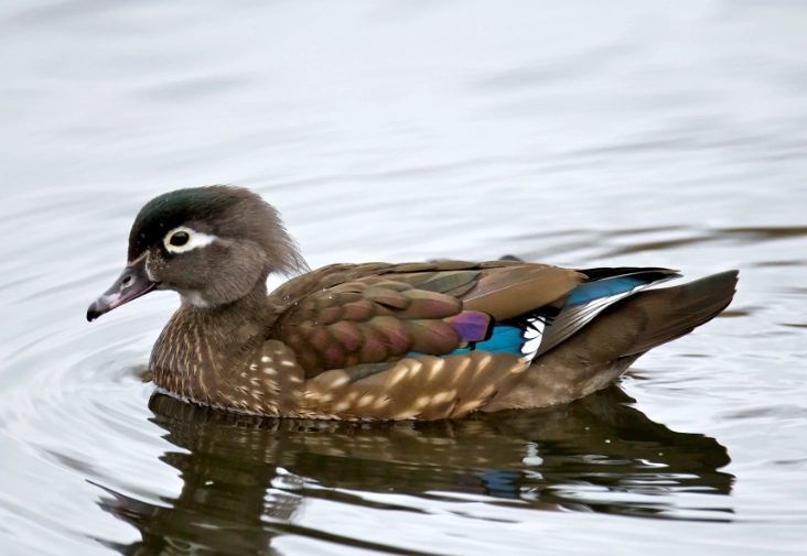 wood duck behavior