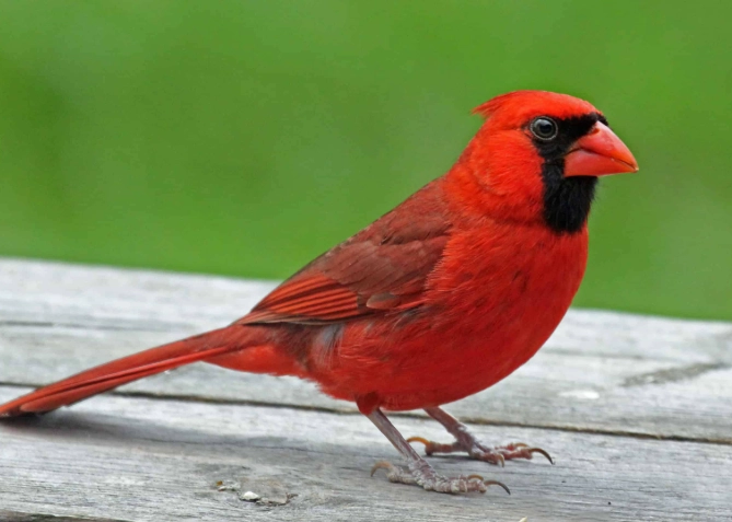 attract cardinals to backyard attract cardinals to backyard