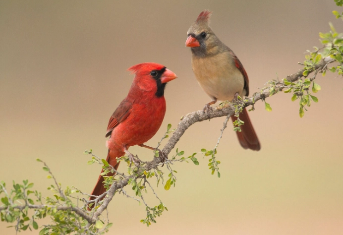 cardinal bird facts cardinal bird facts