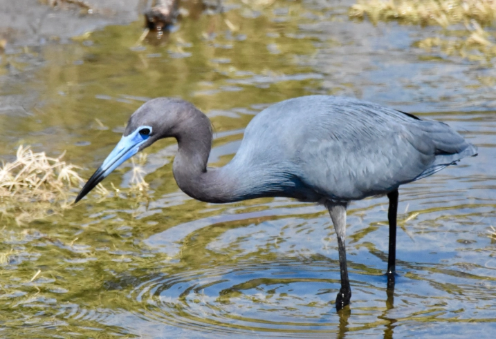 little blue heron vs snowy egret