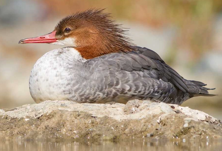 common merganser identification
