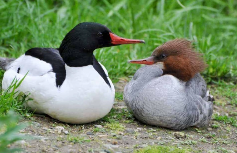 where to see common merganser