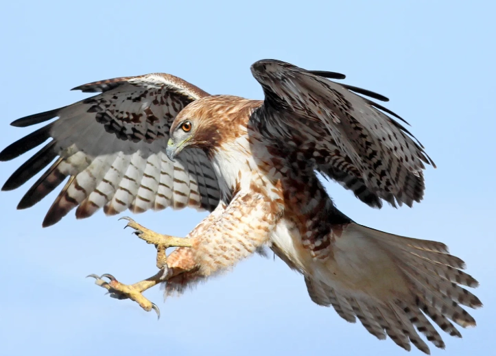 red-tailed hawk identification