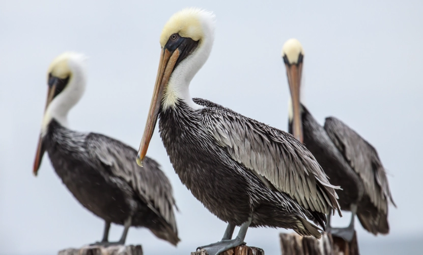 brown pelican diet