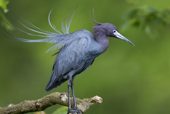 where to find little blue heron