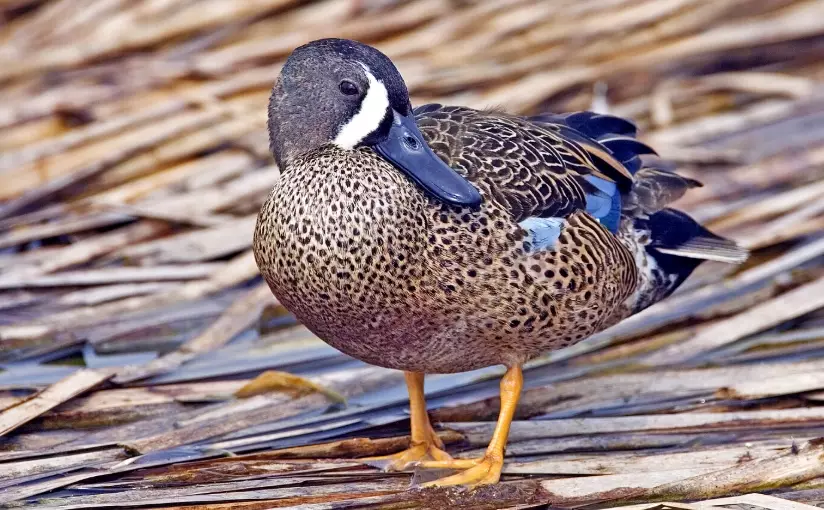 how to identify blue winged teal
