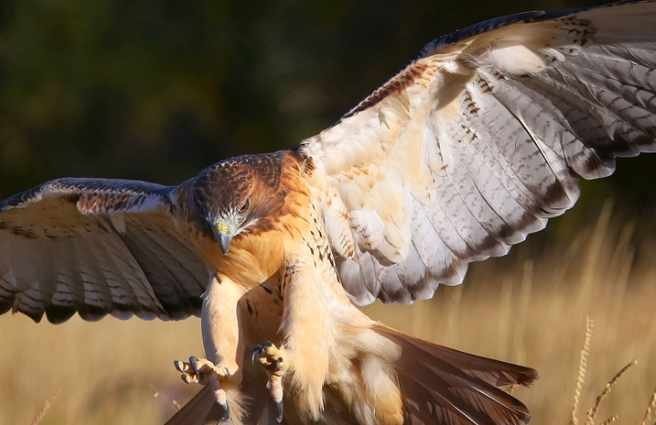 red-tailed hawk identification