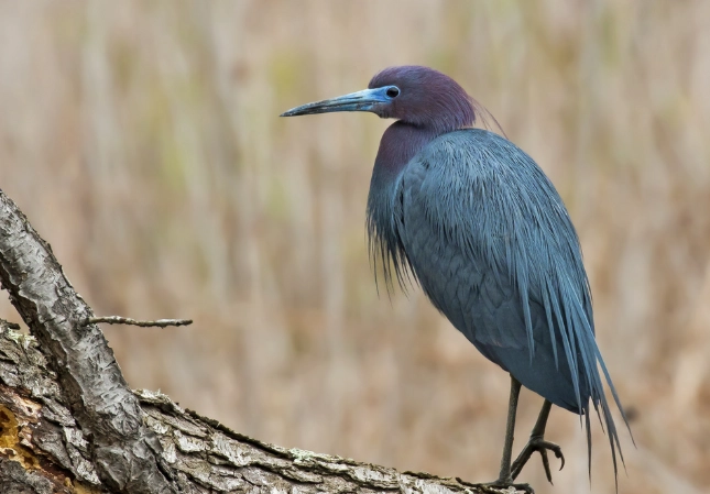 where to find little blue heron