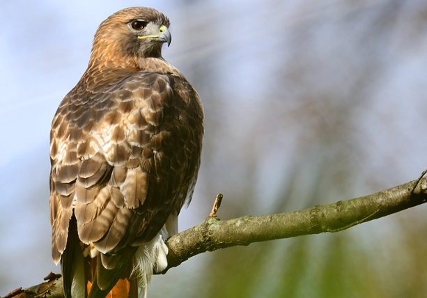 red-tailed hawk vs cooper's hawk