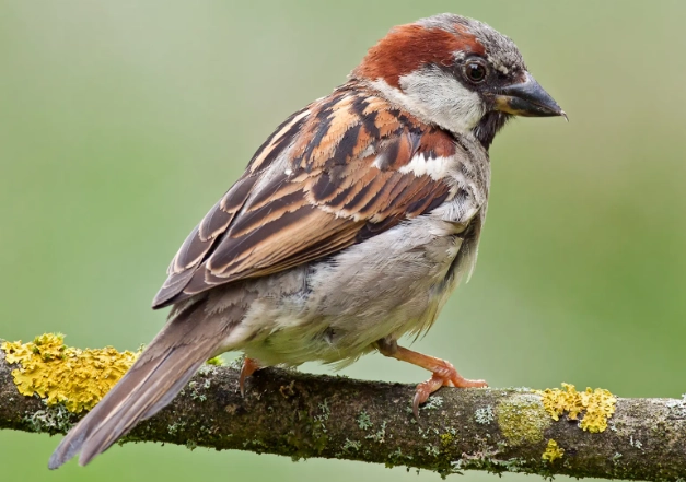 attract sparrows to your garden