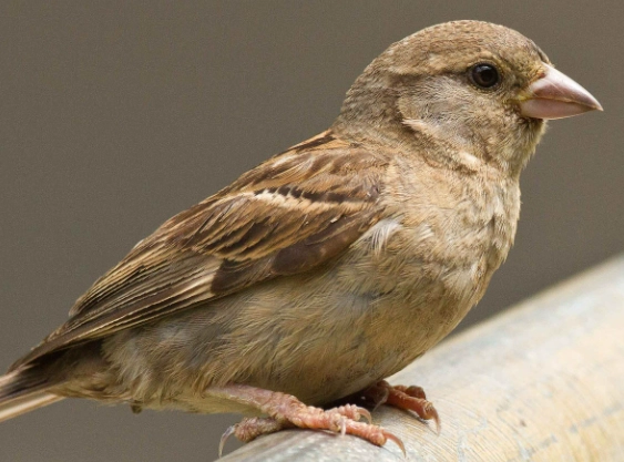 sparrow behavior