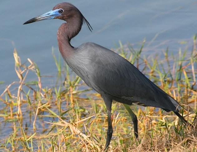 little blue heron identification