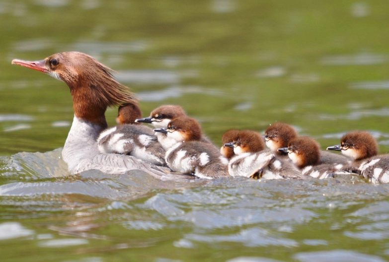 common merganser identification