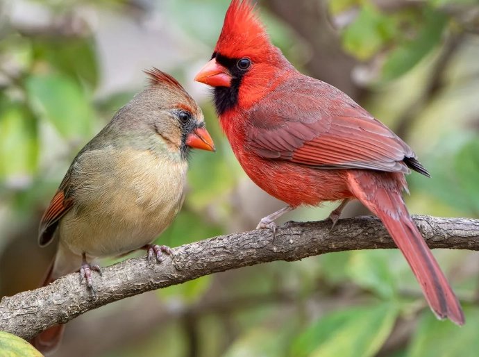 cardinal bird facts cardinal bird facts