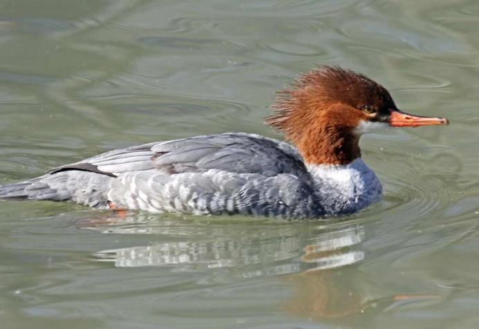 common merganser vs goosander