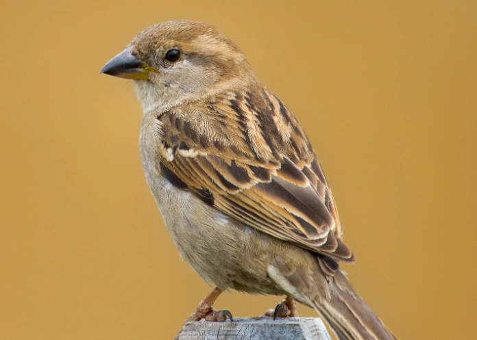 sparrow identification guide
