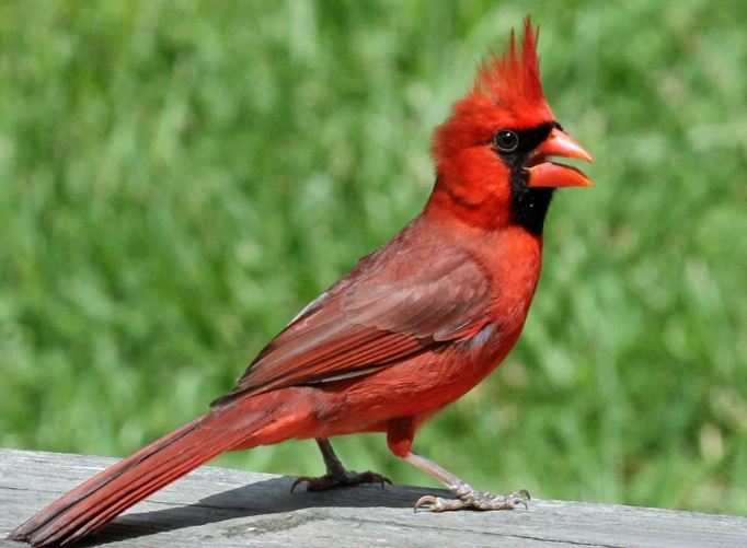 cardinal bird facts cardinal bird facts