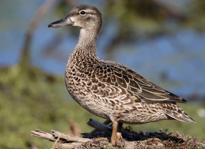 blue winged teal migration